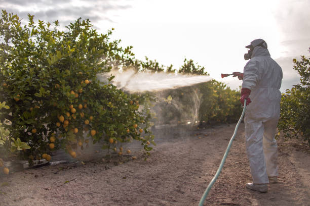 Best Wasp Removal Services  in Montrose, MI
