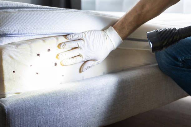 Best Ant Control Services  in Montrose, MI