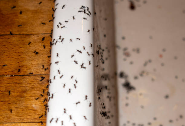 Best Commercial Pest Control Services  in Montrose, MI