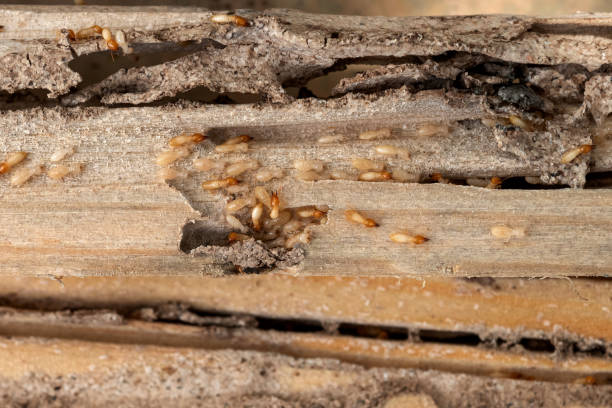Best Cockroach Control Services  in Montrose, MI